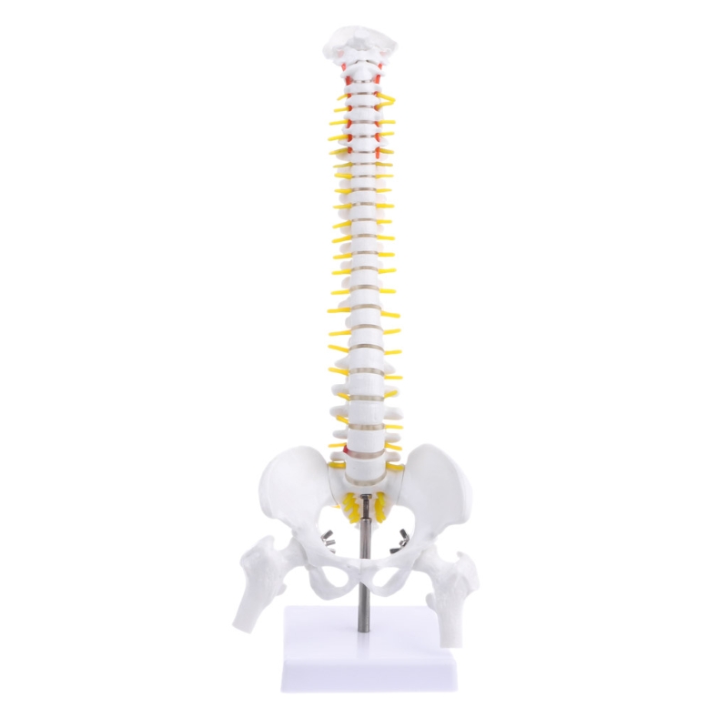 Cm Flexible Adult Lumbar Bend Spine Model Humans Skeleton Model