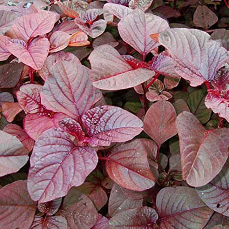 Red Vegetable Seed - Perennial Hybrid 10g Seed High quality seeds of perennial hybrid variety. Biz's intake packet. About 100% germination rate. Easy to cultivate on small scale in the roof garden or balcony of his family It is possible to meet the deman