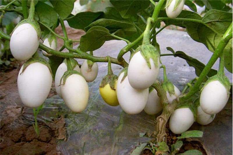 (White Egg Brinjal)15pcs Seeds/