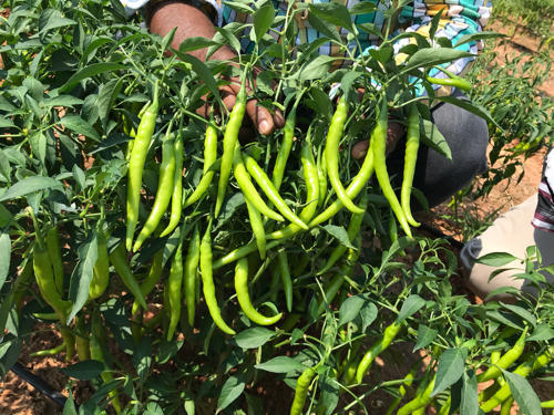 All season 12 Type Vegetables Seed - Korola, Shim, Borboti, Lalshak Data shak, Mishti kumra, lau, Dheros, dhundol, Morich, Dhoniya Seed. 