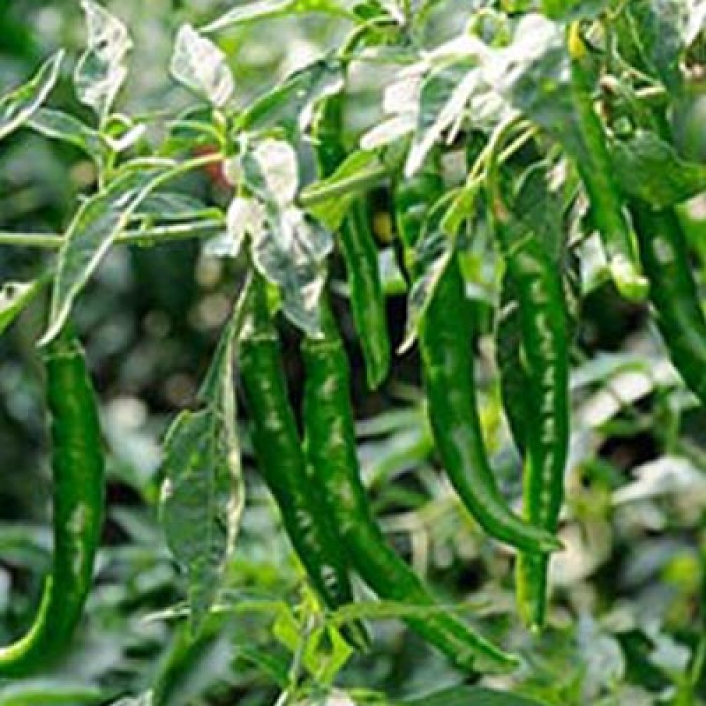 organic jing cai zi papper 30+pcs seeds