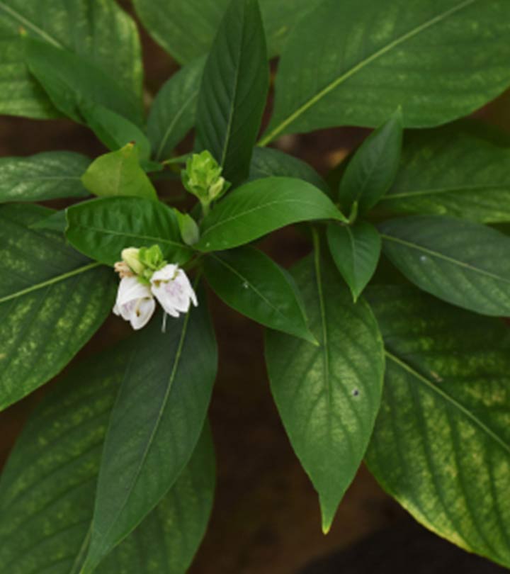 Basak Leaf Powder ( basak pata gura ) 100gm. 