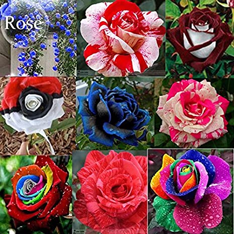 Rose Seeds Of Multicolor Colors - 20 peach seeds (Global Seeds). 