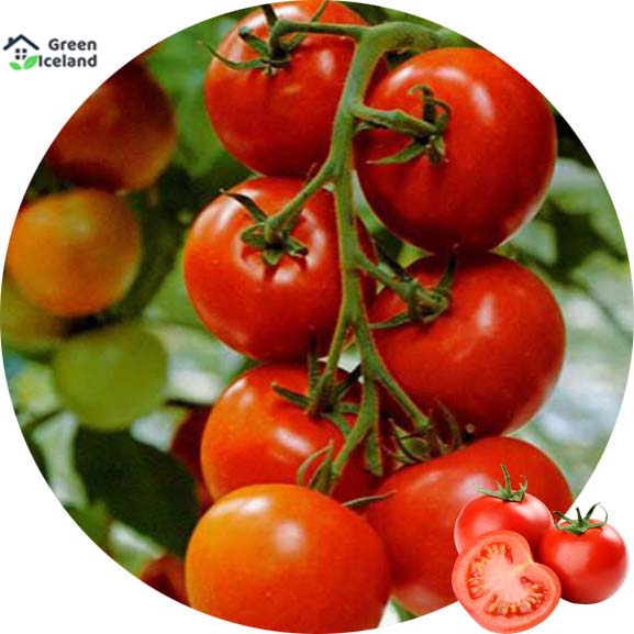 Global red tomato bonsai seed -30 pice seeds. 