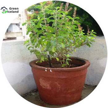 Global Basil / Tulsi Seeds - 20 Pcs SeedS