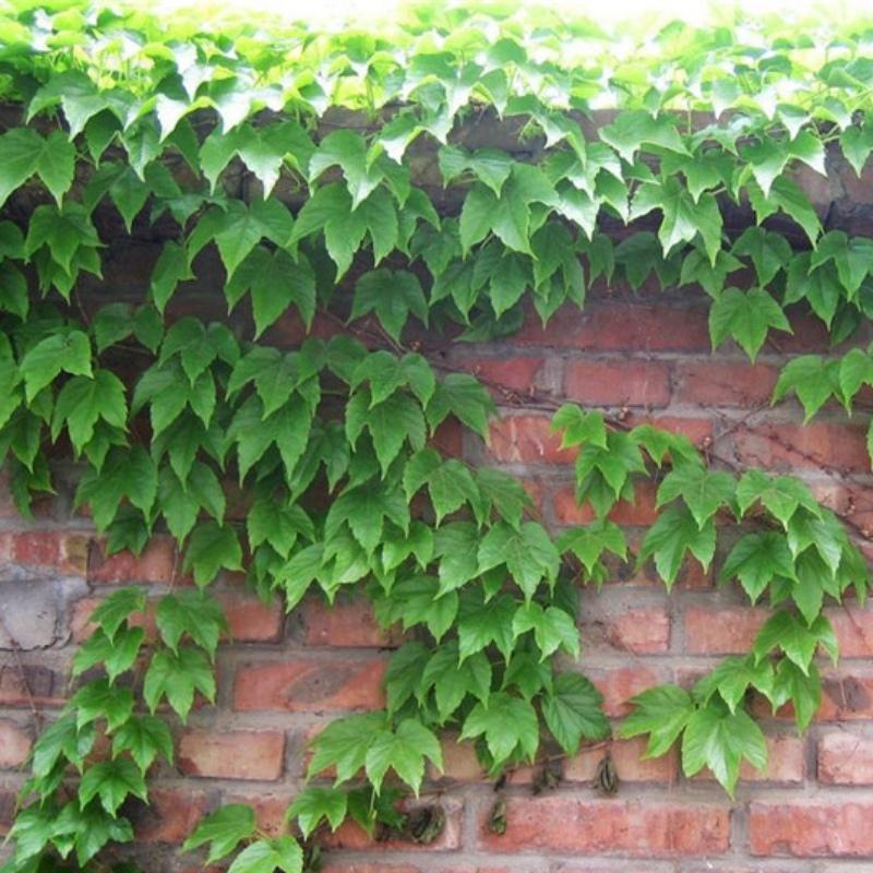 50 Pcs Boston Ivy Seeds Garden Climbing Creeper Plants Outdoor Wall