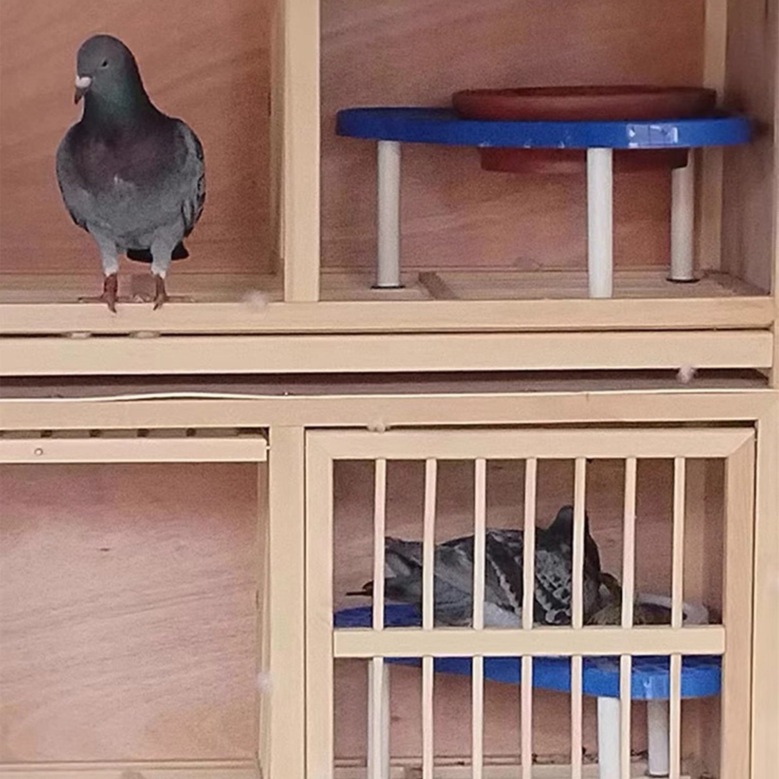 GC Pigeon Nesting Bowls, Pigeon Nest Rack With Smooth Bottom, Light Weight Portable Pet Nest Support Holder, Wear Resistant And Practical Bracket. 