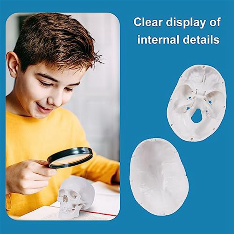 Mini Human Skull Model, 3 Parts Anatomical Skull Model with Removable Skull Cap and Articulated Mandible Durable White. 