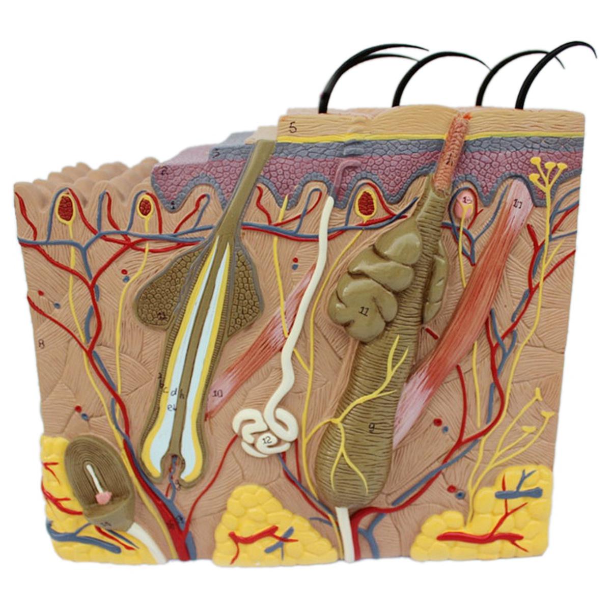 Skin Model, 35X Skin and Hair Structure Enlarge Model Anatomical Model Anatomy for Science Clroom Study Display Teaching Model
