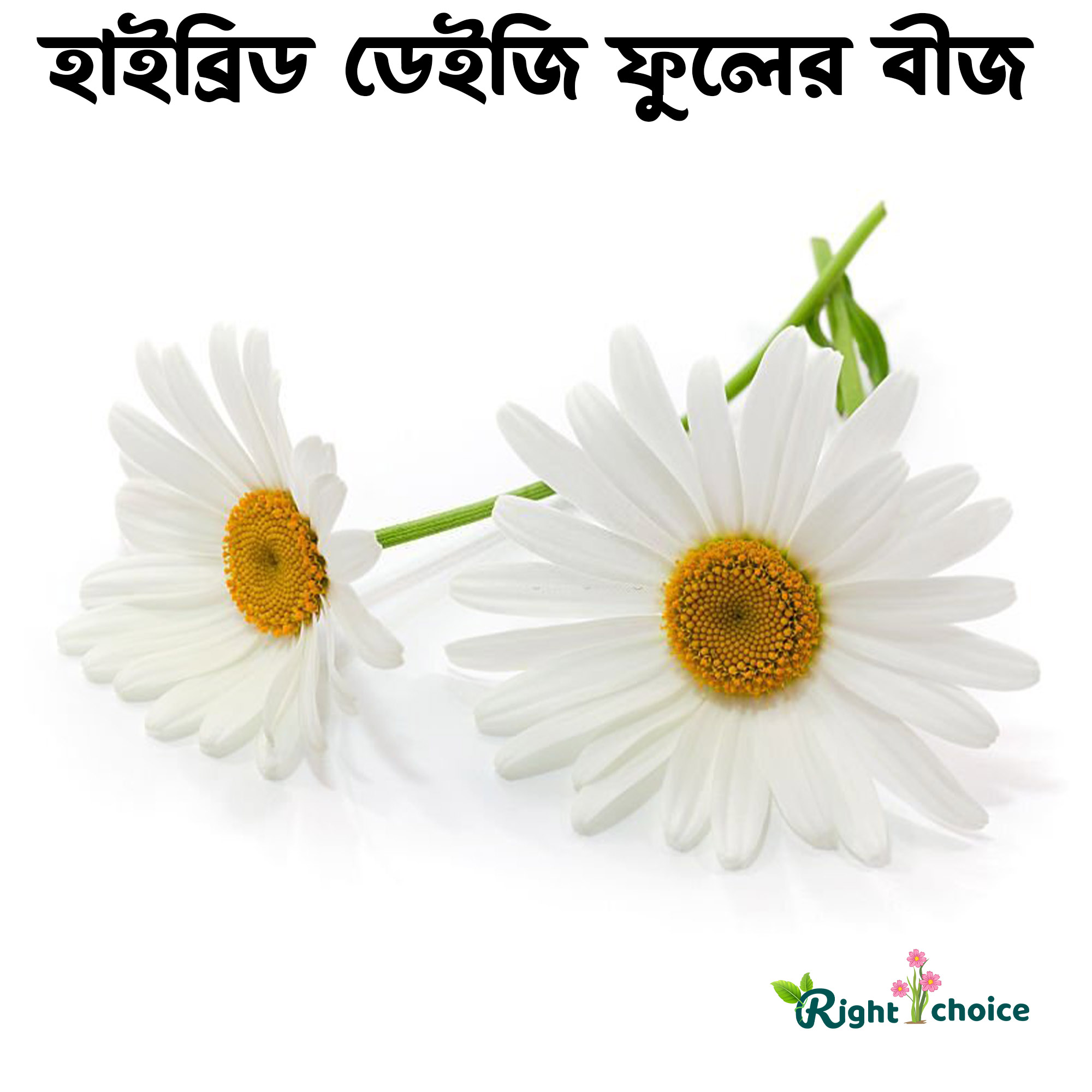Daisy Flower Meaning In Bengali Best Flower Site