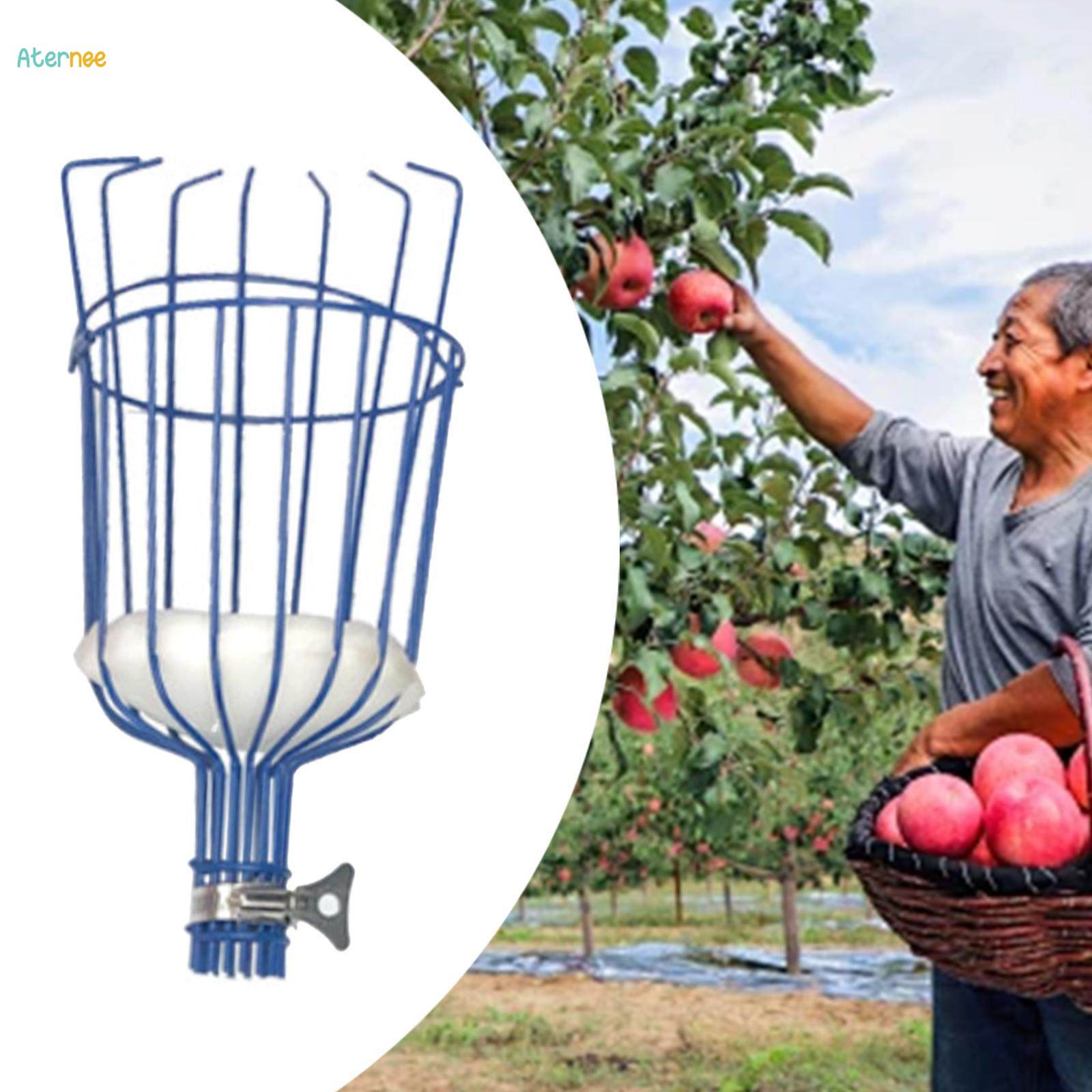 Fruit Picker Basket (Pole Not Included) Practical Detachable Fruit Grabber Reach Tool for Lemon. 