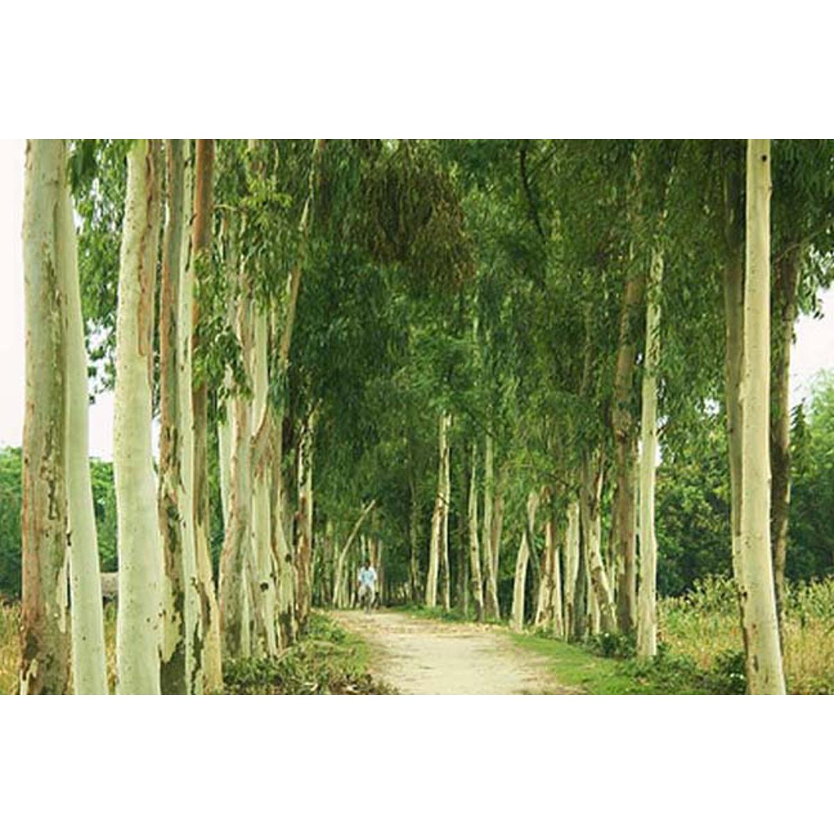 Akashmani Tree Seeds - 40 Pcs (আকাশমনি গাছের বীজ)