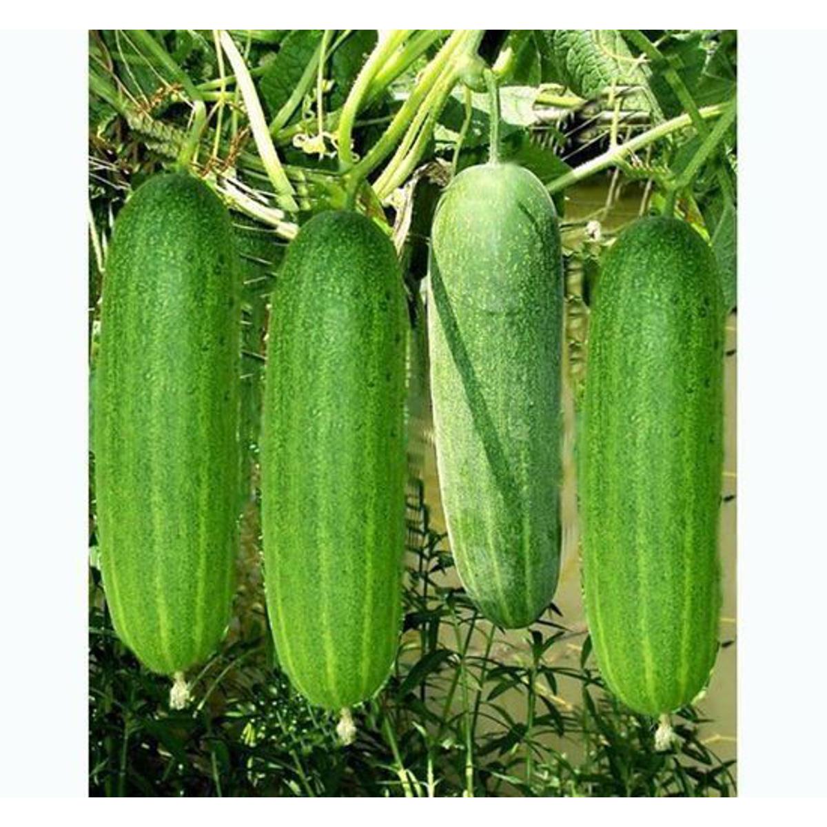 F1 Hybrid Cucumber Seeds( Intact Pack )  - 50 pcs