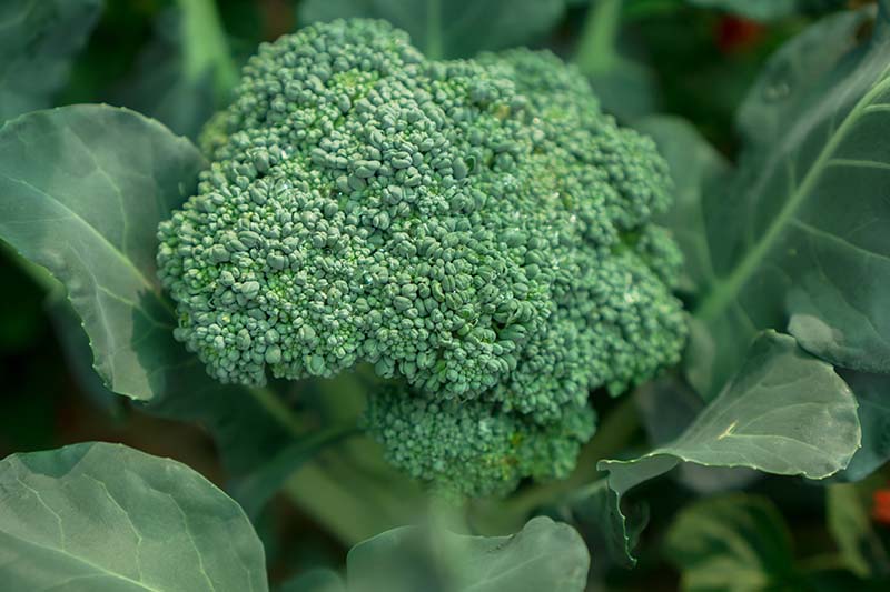 Global Natural Broccoli Seeds - 20 Pcs Seeds