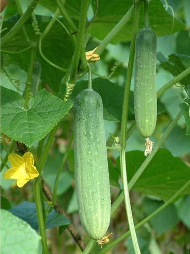 Hybrid Bonsai Cucumber  Vegetable  - 20 Pcs seeds. 