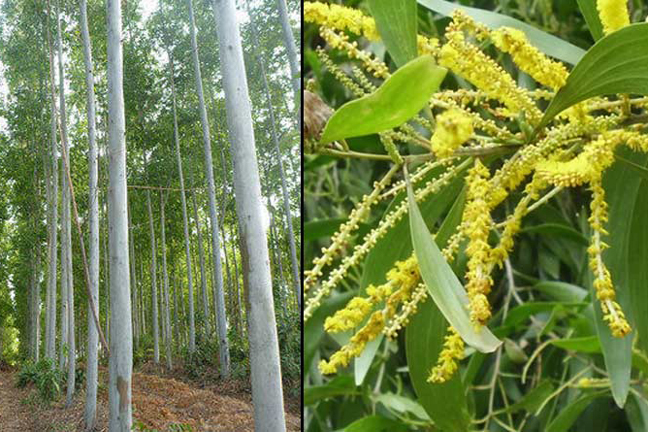 Akashmani Tree Seeds - 40 Pcs (আকাশমনি গাছের বীজ). 