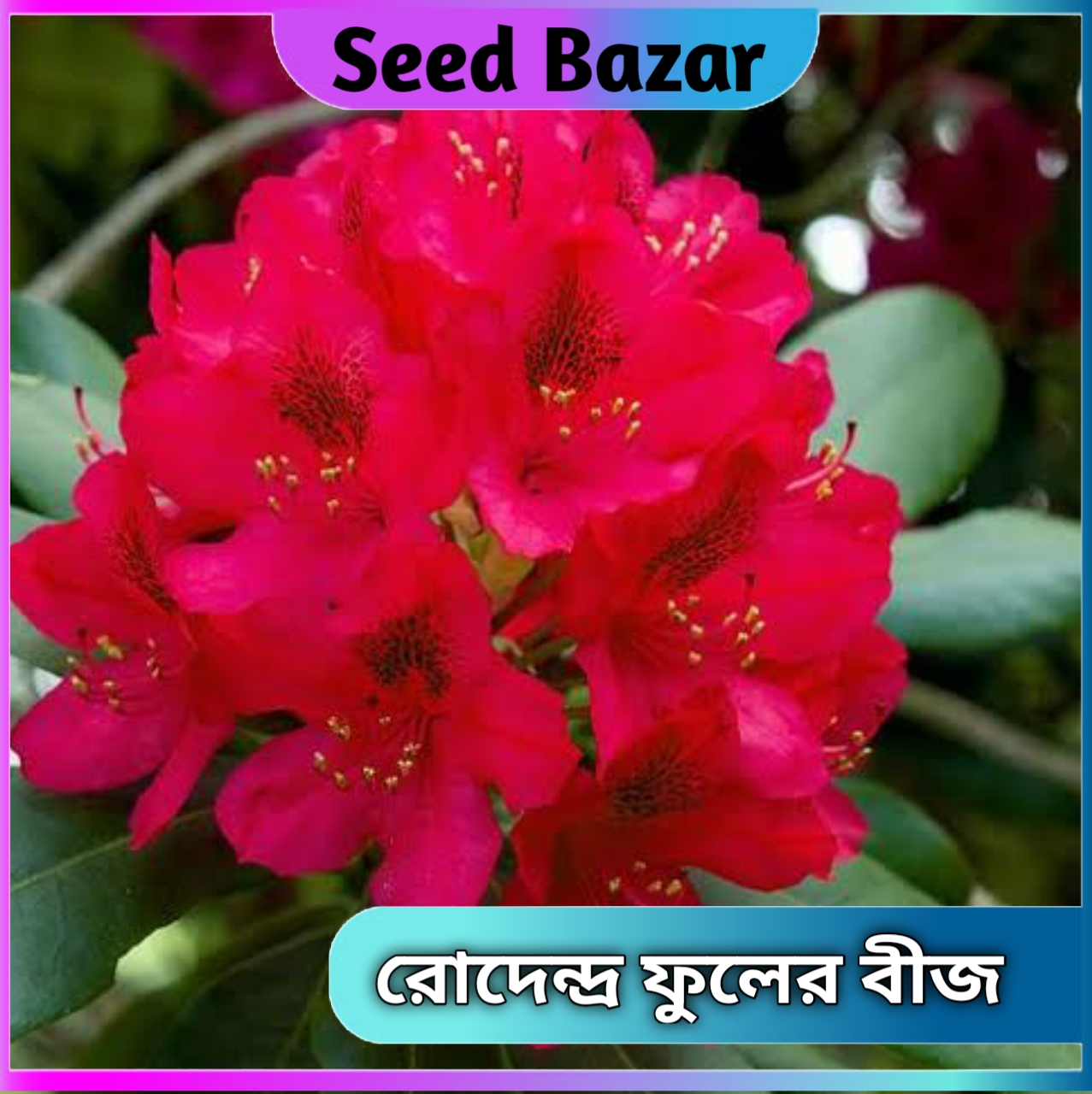 Rodendro flower seeds 15 pice + gift