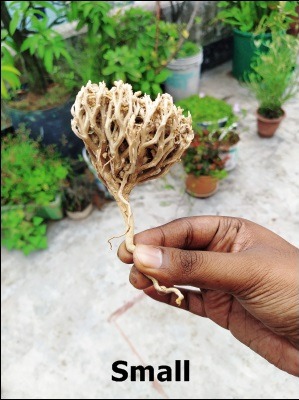 Flower of Maryam Ful Easy Labour Pain Plant Herb Maryam Flowar smallsize herbs