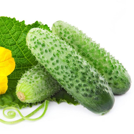 Hybrid Bonsai Cucumber  Vegetable  - 20 Pcs seeds. 