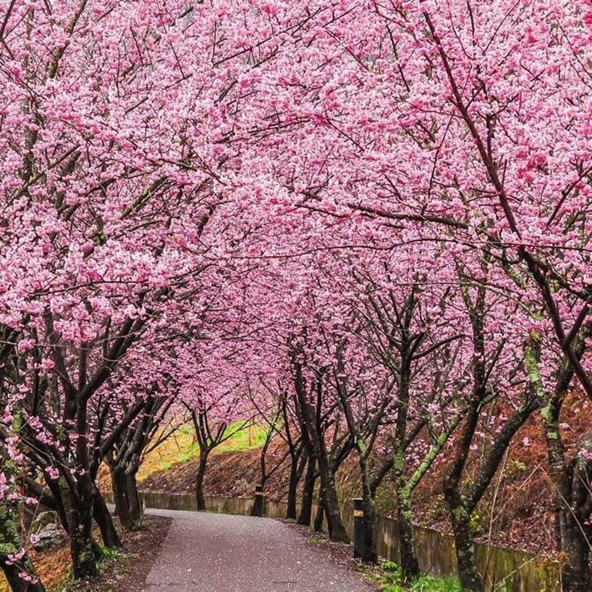 Sakura tree seeds- 30 pcs Seeds