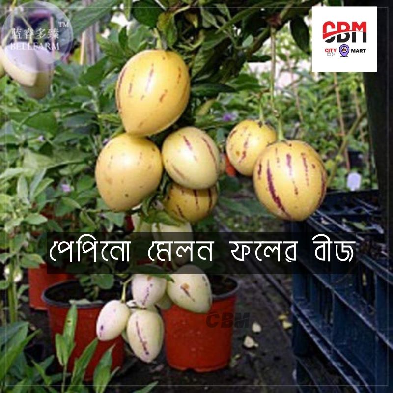 Pepino Melon seeds 10 Pcs - CityBD Mart Fruit seeds - পেপিনো মেলন ফলের বীজ