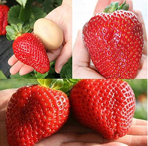Giant Japan Strawberry bonsais, Giant 