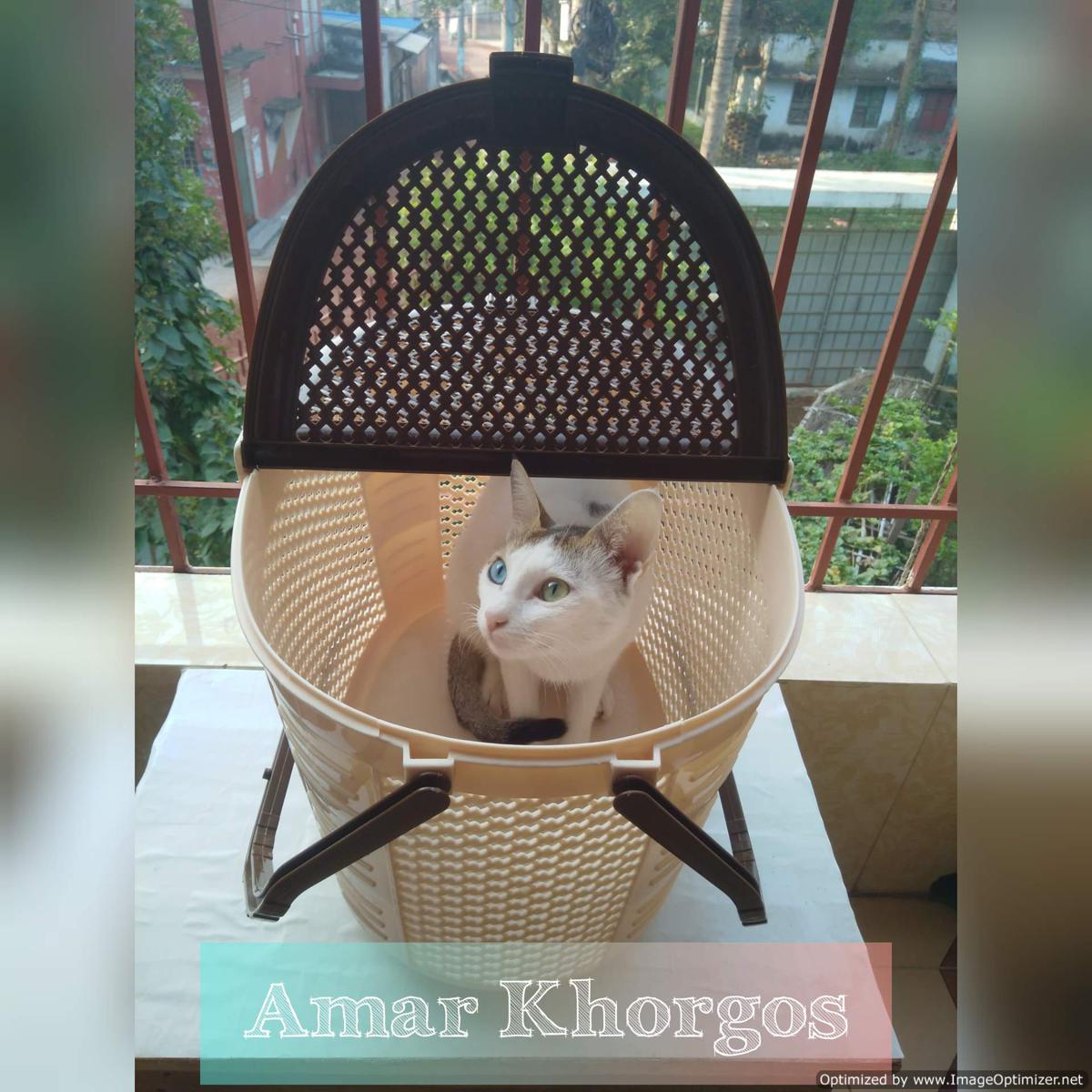 Cat basket hot sale price