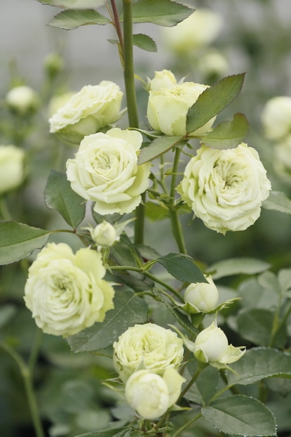 Natural Sure Green Roses Flower Seeds - 25 Pcs Seeds