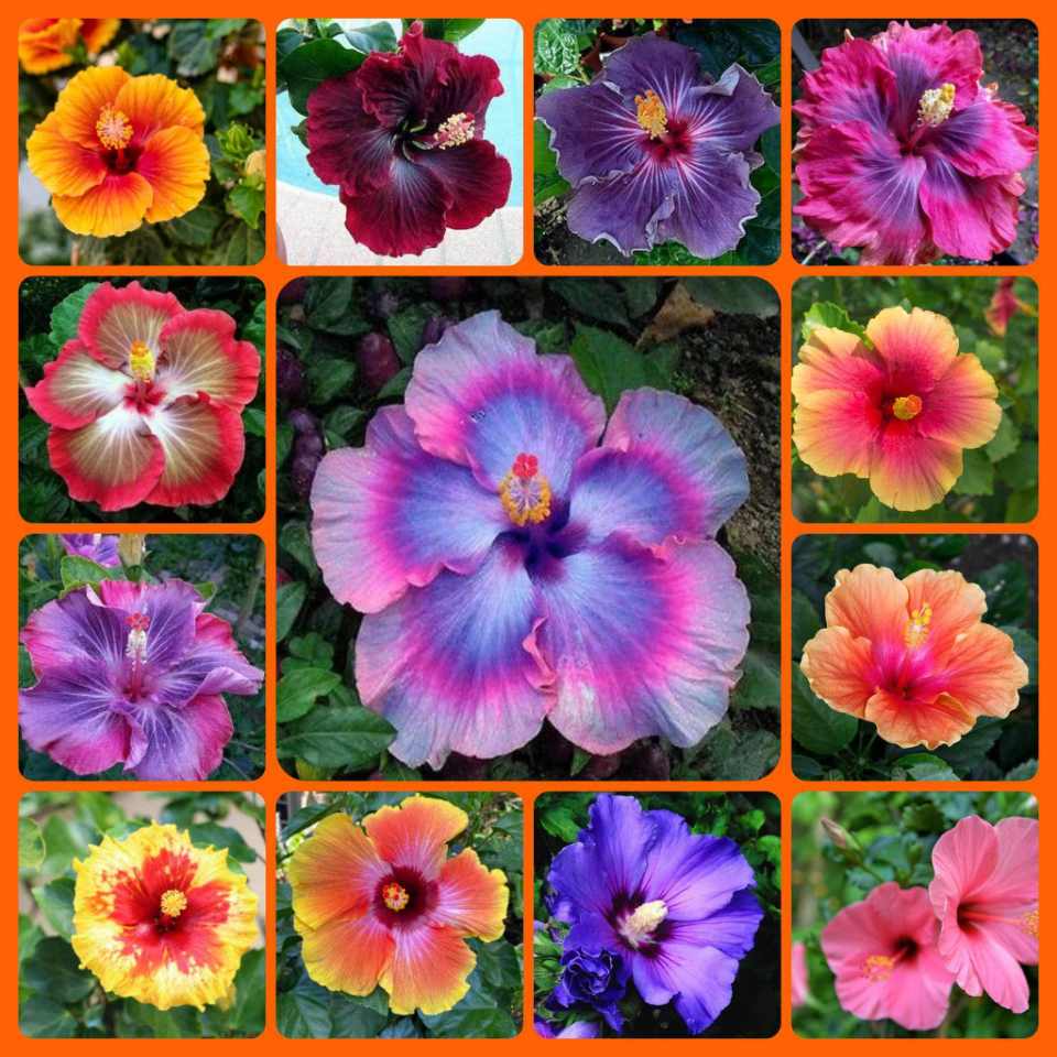 Joba flower seeds multicolor all season 10 pis + gift