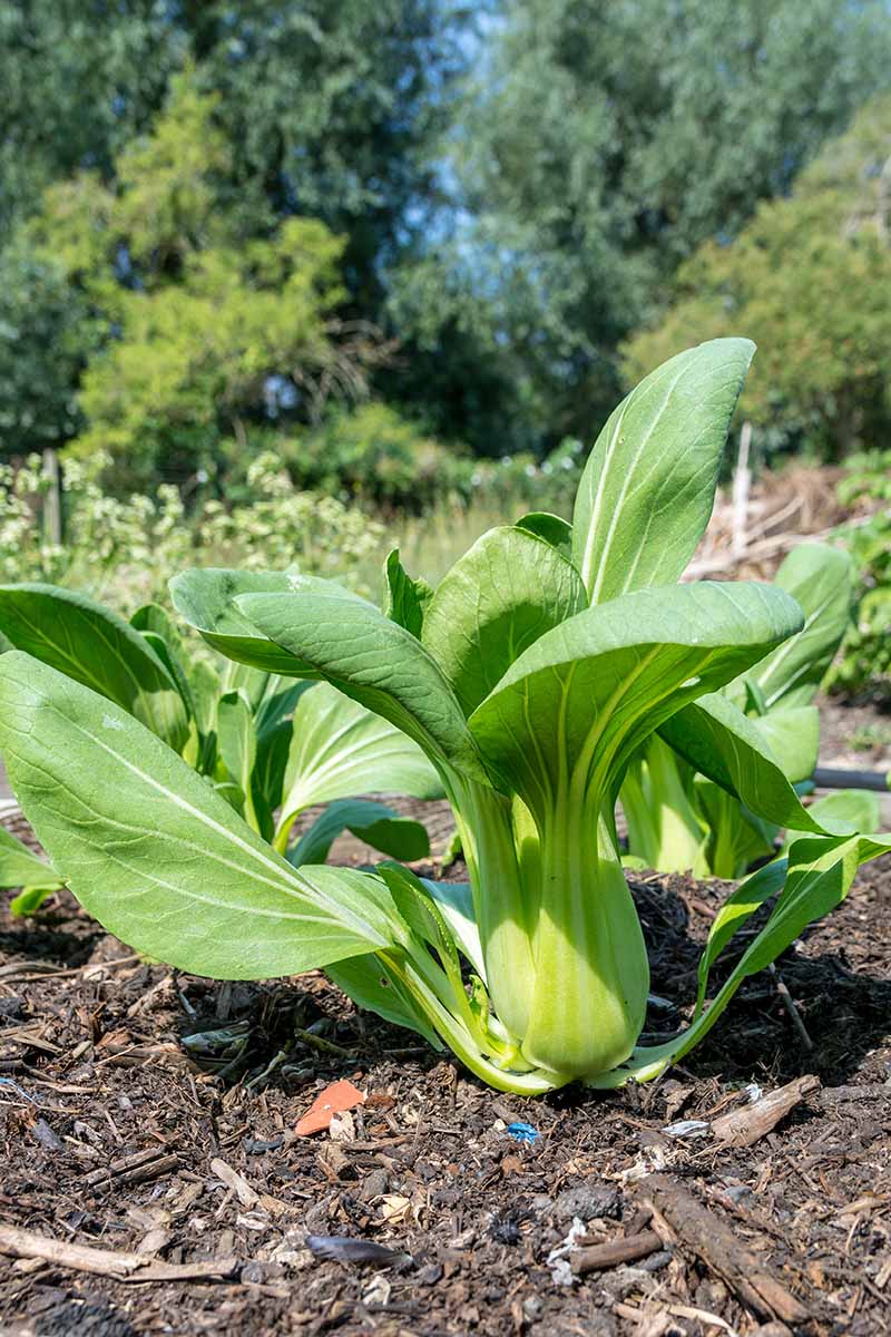 Bok Choy/ Bati Sak Seed - 2 gm (100+ Seed). 