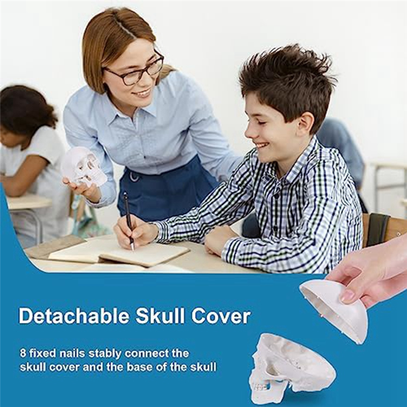 Mini Human Skull Model, 3 Parts Anatomical Skull Model with Removable Skull Cap and Articulated Mandible Durable White. 