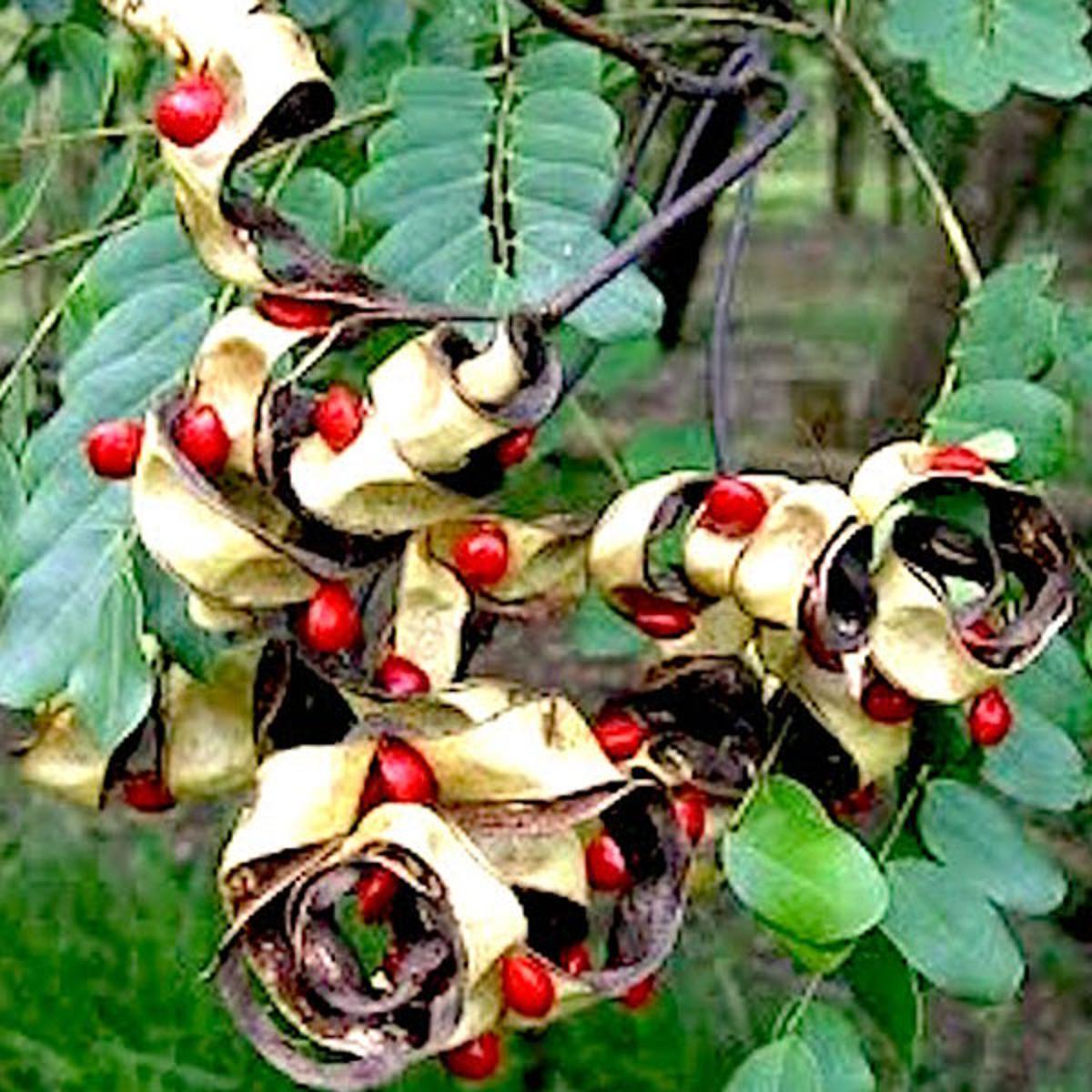 Chandan Tree Seeds