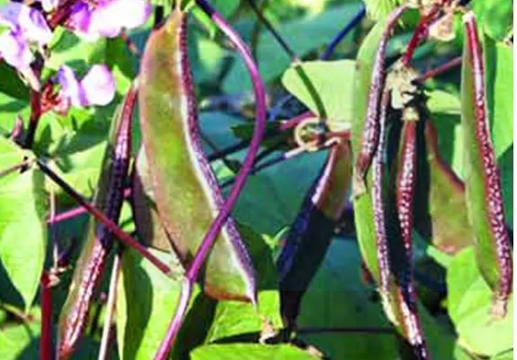 ইপসা-১ শীম বীজ- ১০ পিস বীজ।