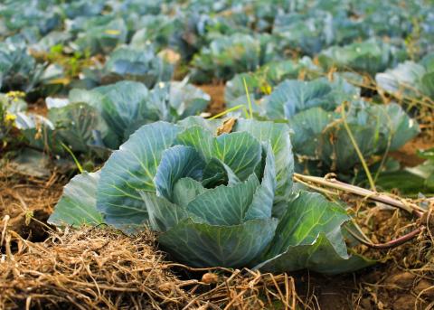 4 type salad plat vegetable seeds 40 piece. cabbage, purple cabbage, chyna cabbage, letus.. 