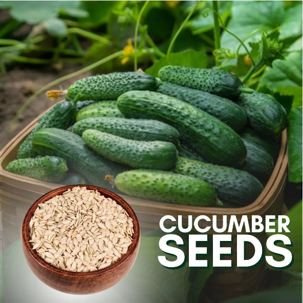 All season 12 Type Vegetables Seed - Korola, Shim, Borboti, Lalshak Data shak, Mishti kumra, lau, Dheros, dhundol, Morich, Dhoniya Seed. 