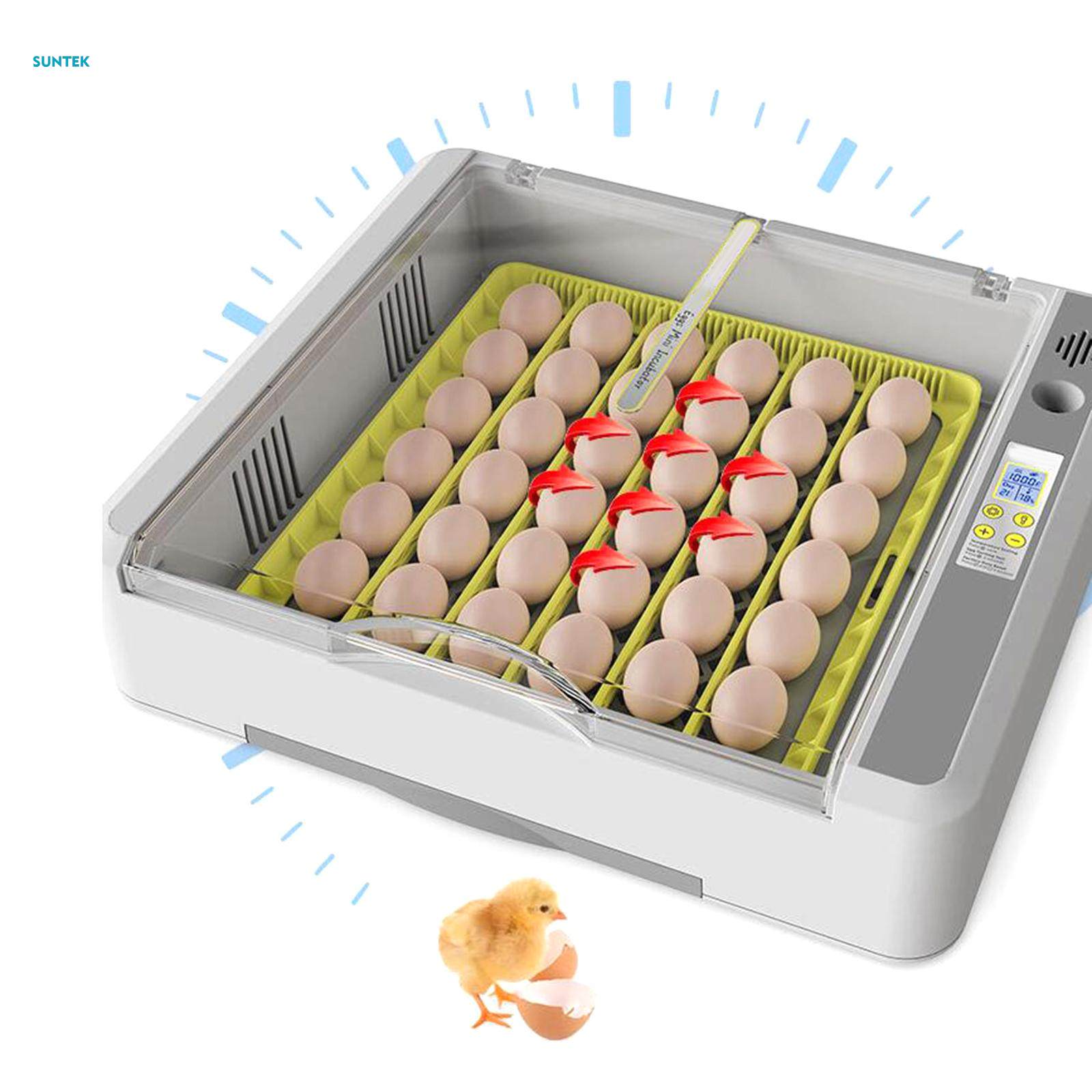 Egg Durable Chicken Quail Eggs for Goose Turkey Quail