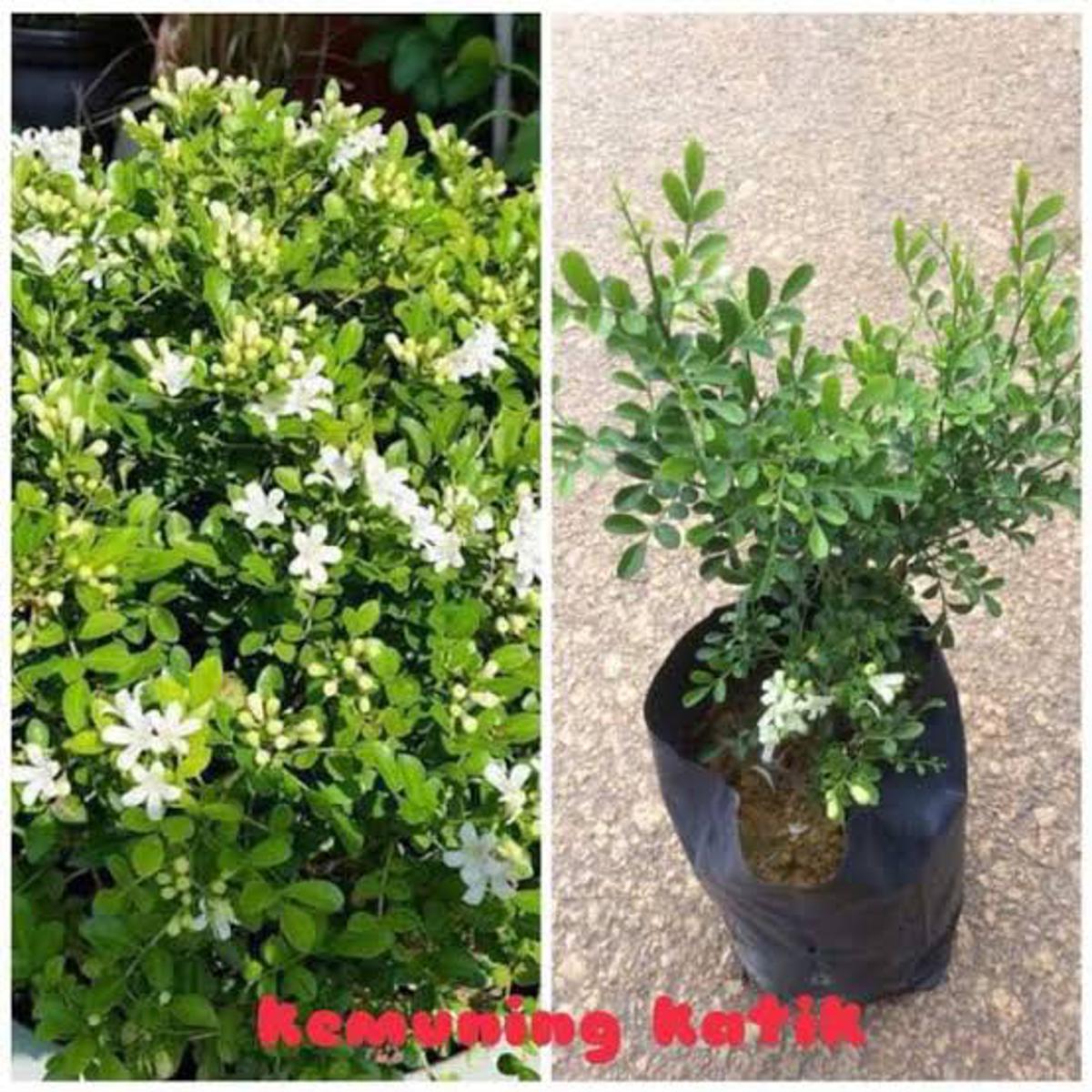 Kamini Bonsai tree ( ful Shoho Tree )