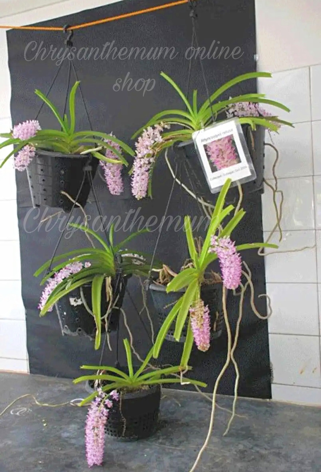 Enhance Your Garden with a Ready-to-Grow Vanda Foxtel Orchid Plant ...