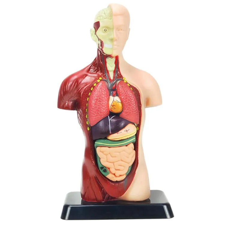 Anatomy doll best sale with removable organs