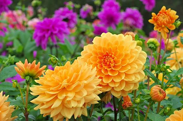 Flower and Tub Combo .3 Pice Tub-3 Type Flower (Zinnia,Dalia,Sunflower). 