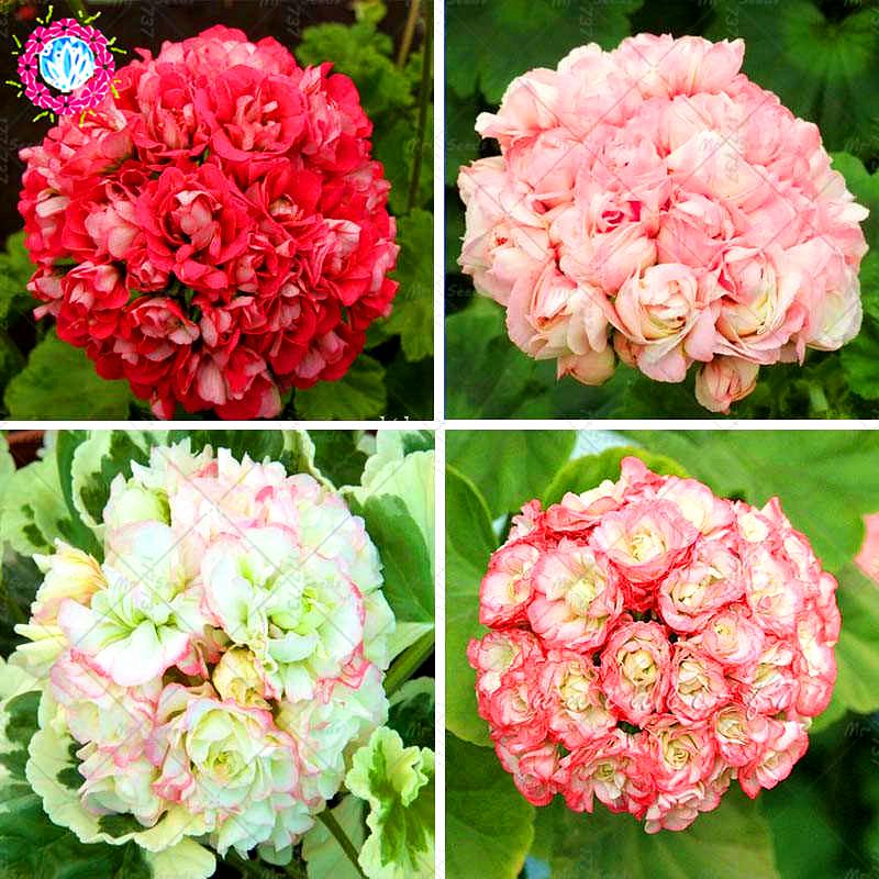 Bonsai Plant Apple Blossom Rosebud Pelargonium Perennial Flower Plant Seeds Hardy Plant Balcony Bonsai Potted Planting Buy Online At Best Prices In Bangladesh Daraz Com Bonsai Plant Apple Blossom Rosebud Pelargonium Perennial Flower Plant Seeds Hardy Plant Balcony Bonsai Potted Planting Buy Online At Best Prices In Bangladesh Daraz Com
