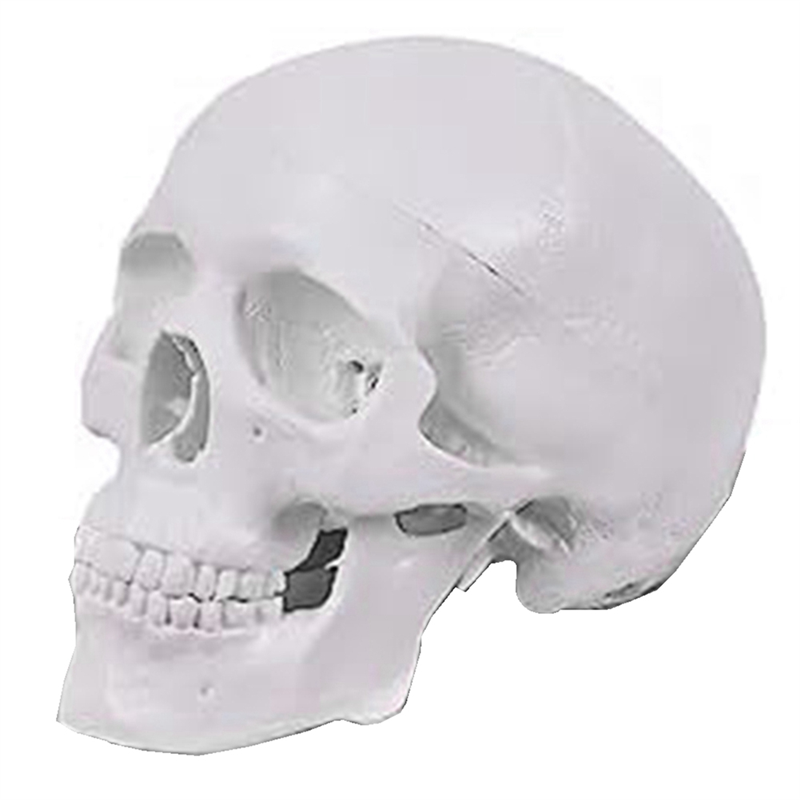 Mini Human Skull Model, 3 Parts Anatomical Skull Model with Removable Skull Cap and Articulated Mandible Durable White