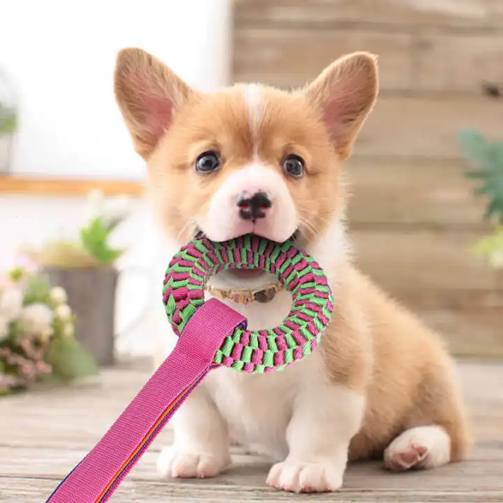 Why Does My Dog Bite My Ring