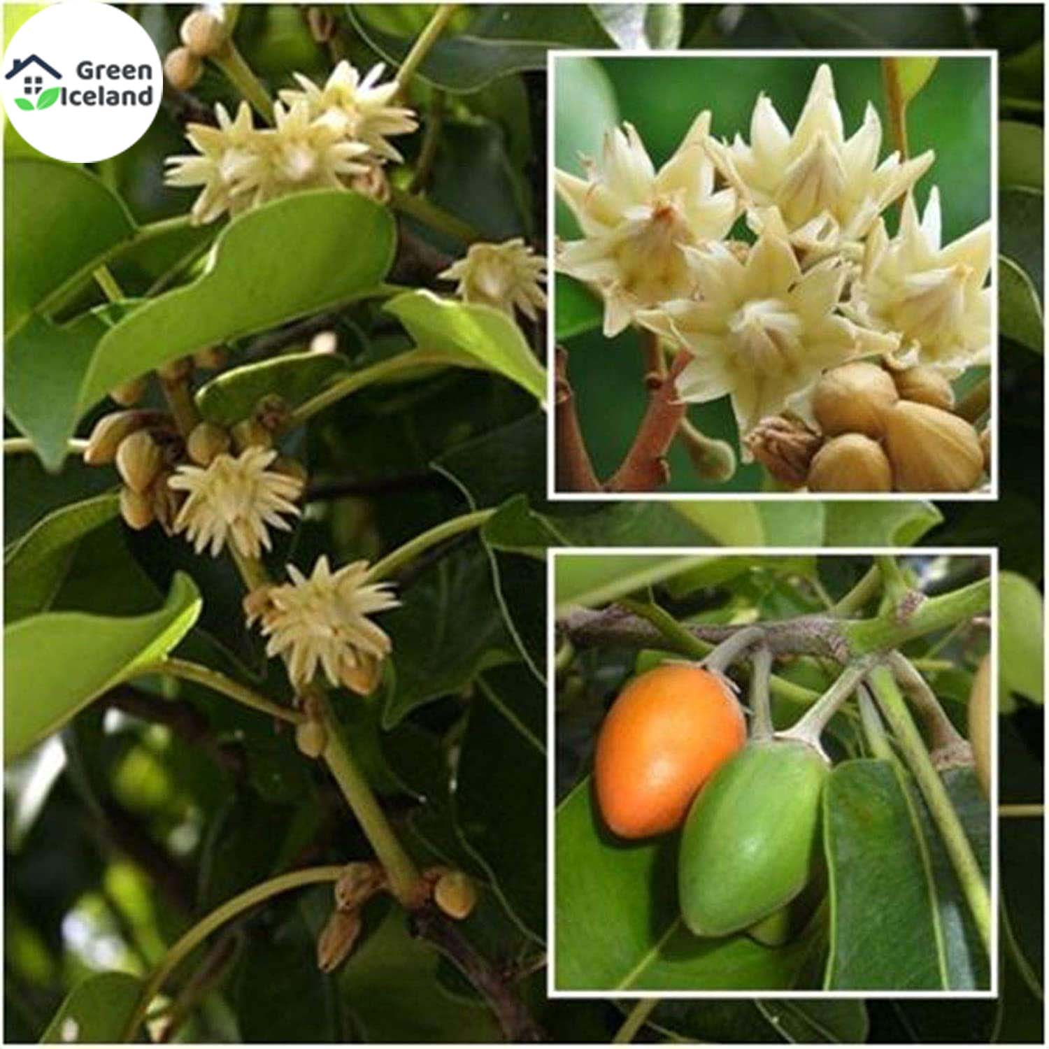 Natural bark/bud flower seeds (bakul flower seeds) - 10 pce seeds. 