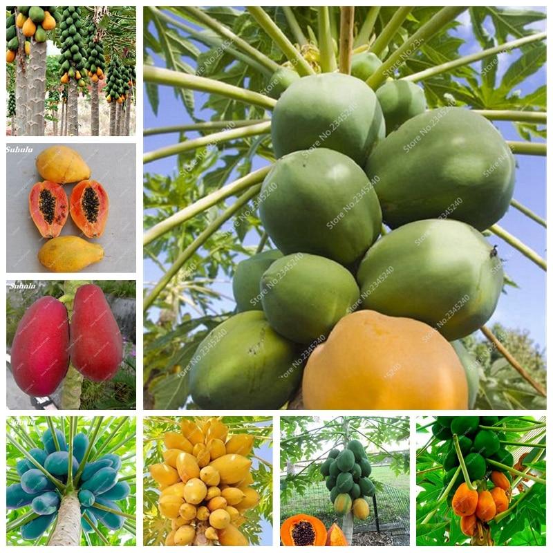 পেপে (Papaya seeds) বারমাসি হাইব্রিড জাতের ২৫+ বিজ. 