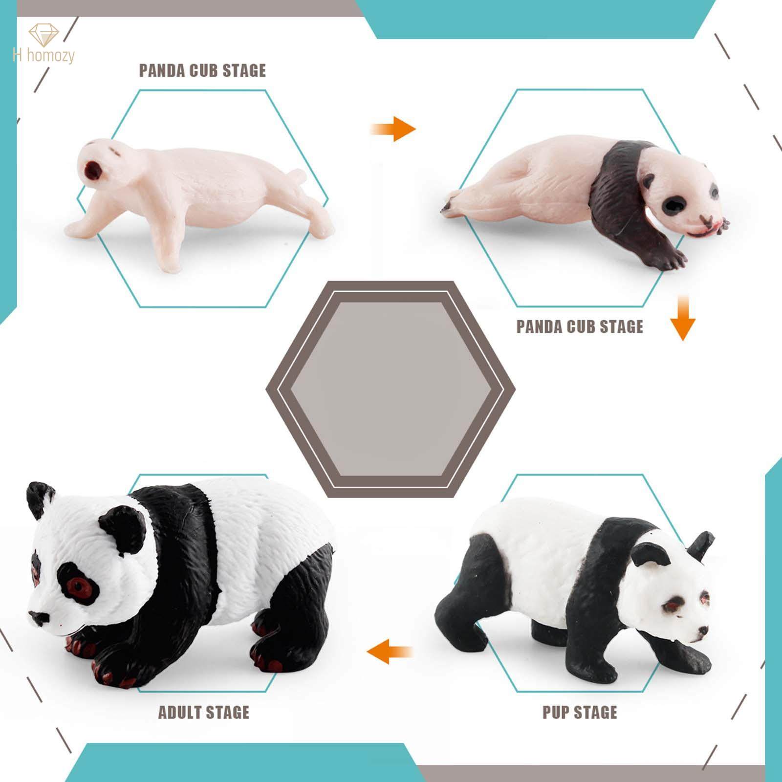panda Model 4 Stages of Panda Playset Science Educational Toys Animal Growth Cycle Models. 
