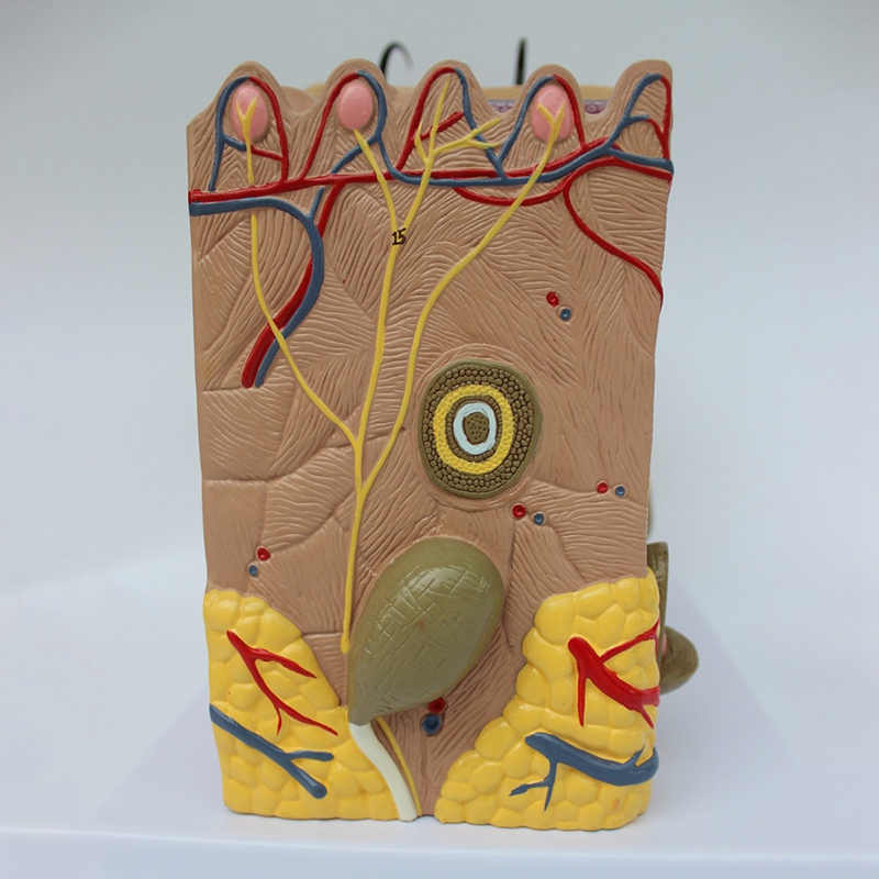 Skin Model, 35X Skin and Hair Structure Enlarge Model Anatomical Model Anatomy for Science Clroom Study Display Teaching Model. 
