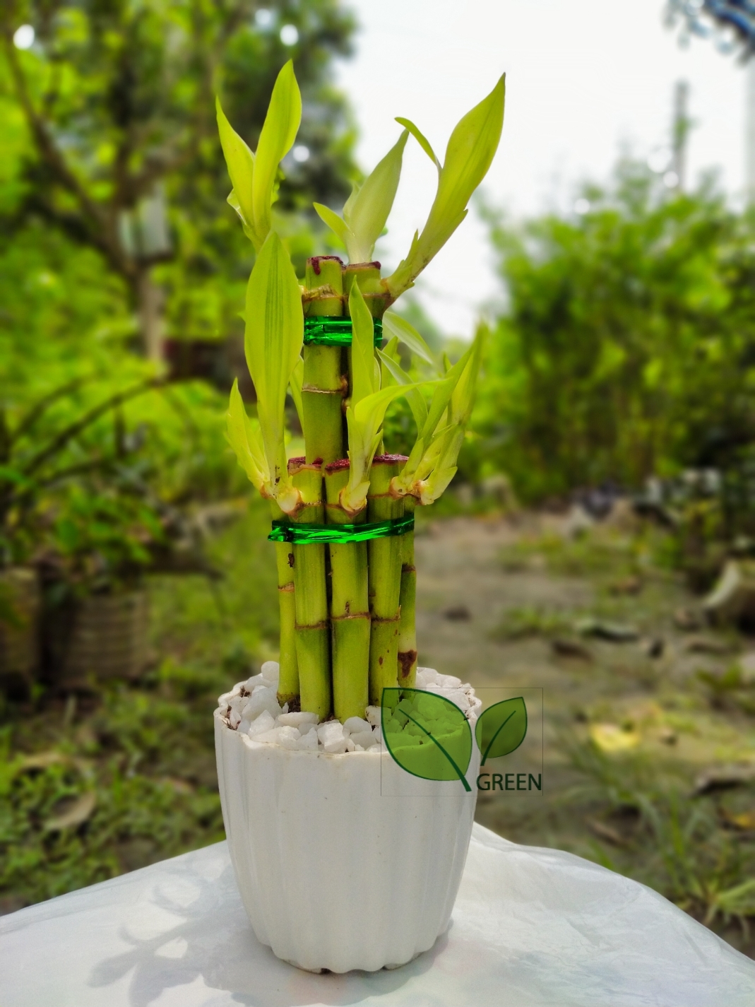 Lucky Bamboo Plant 02 layer Design with potting. 