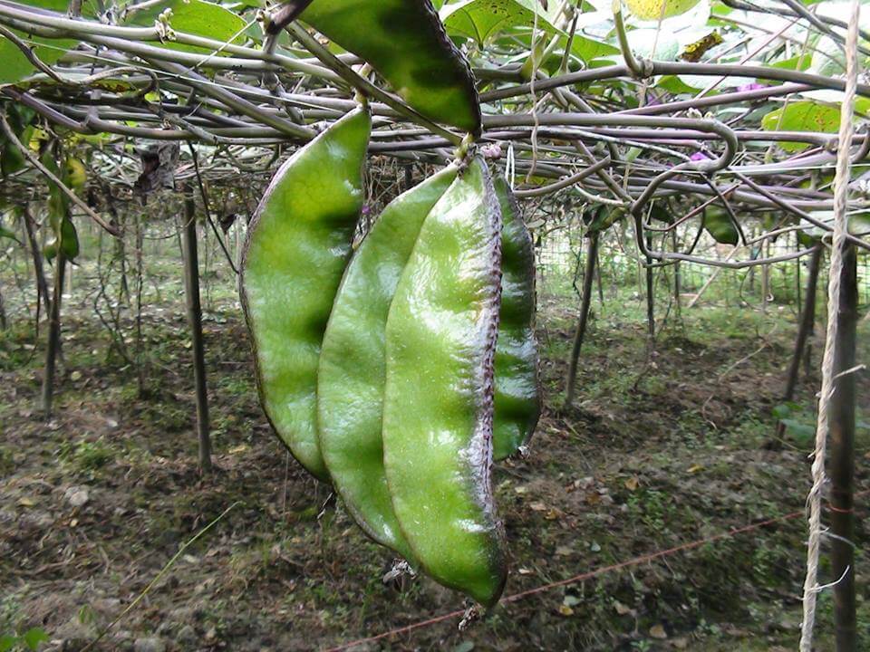 ইপসা-১ শীম বীজ- ১০ পিস বীজ।. 