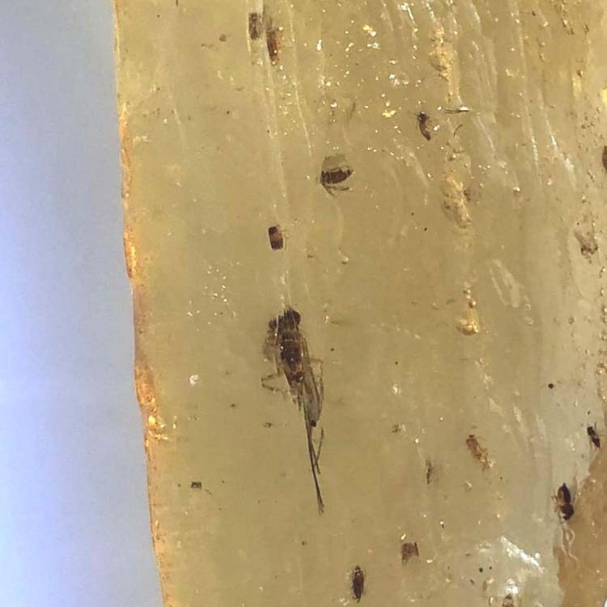 【VisioN Shop】Nahuatal Coba resin Rare Natural Rough Copal Amber With Insects Specimen Minerals for Teaching sample